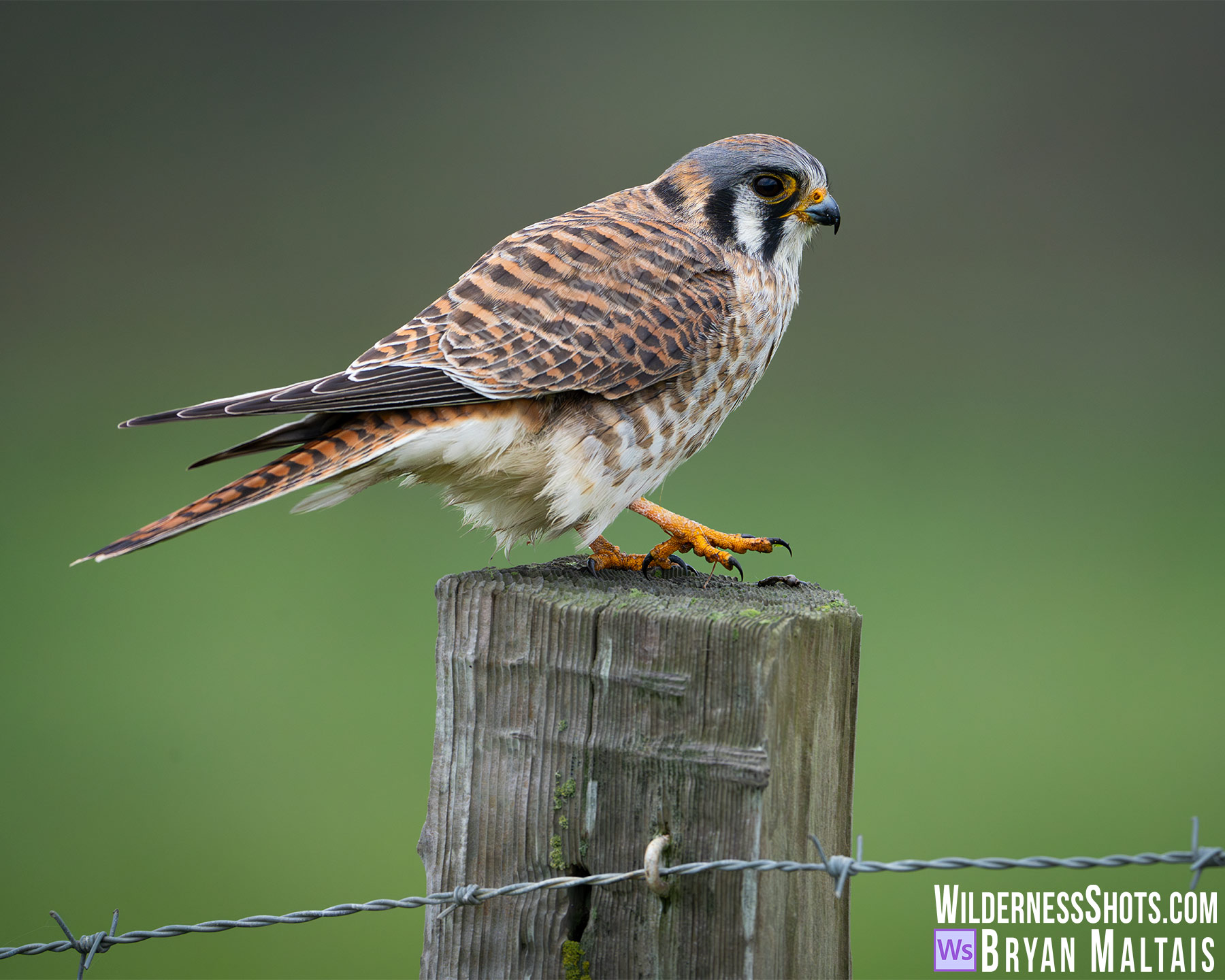 American Kestrel