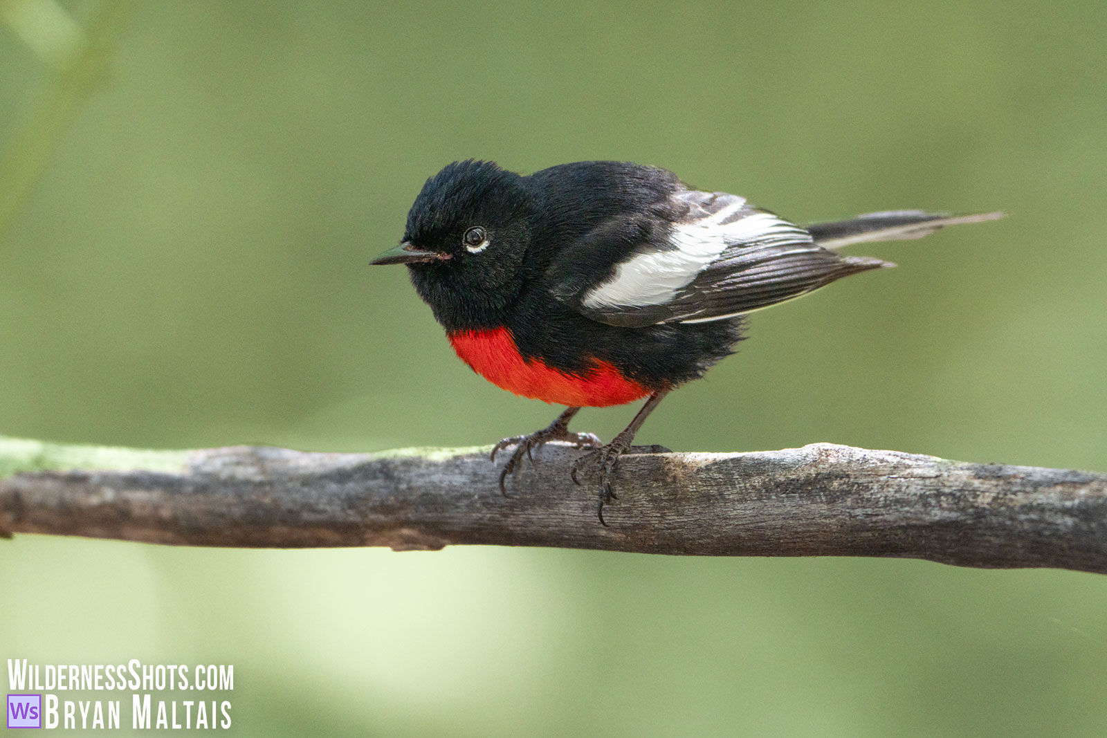 Painted-Redstart-Madera-Canyon