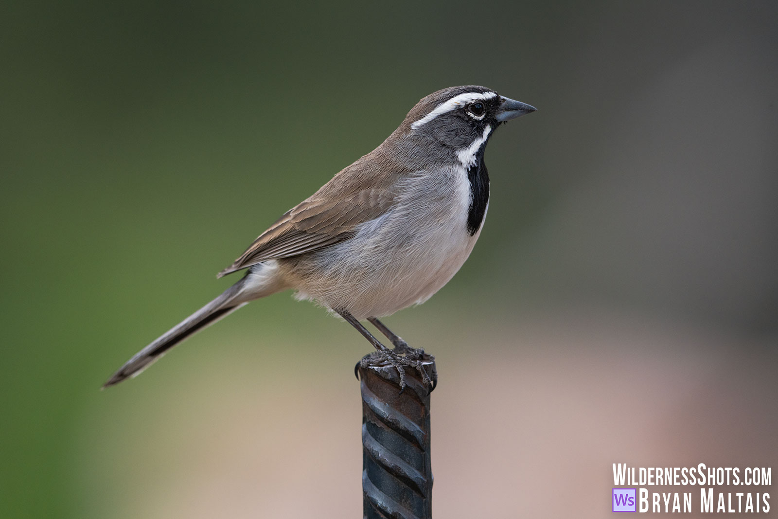 Black-throated-Sparrow-Portal-AZ-2