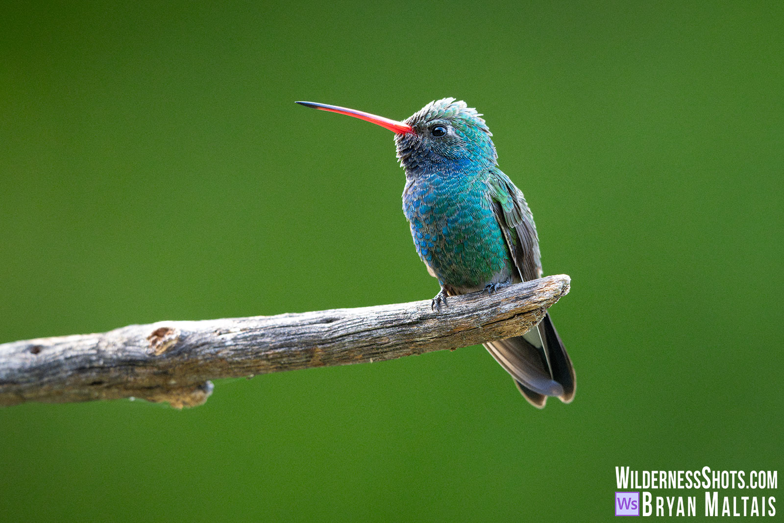 Broad-billed-Hummingbird-on-Brach