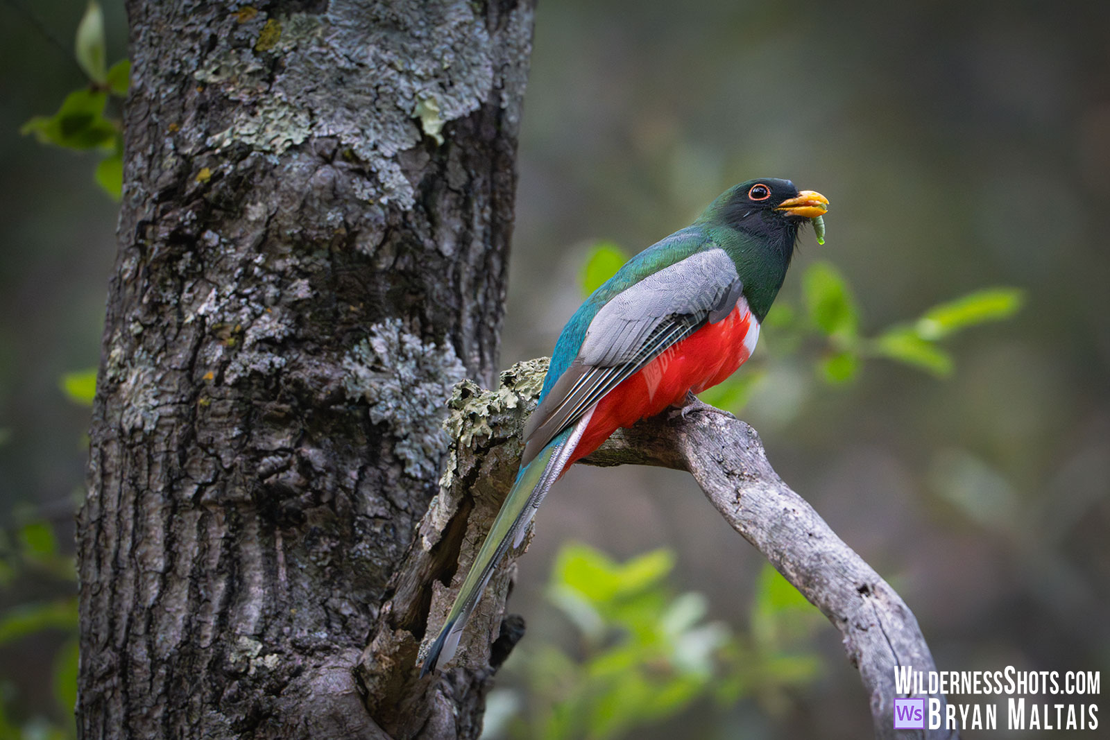 Coppery-tailed-trogon-with-caterpillar
