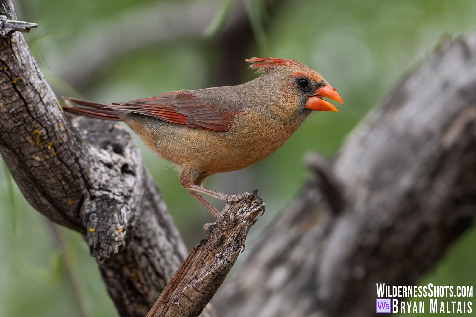 Female Northern Cardinal-Portal, AZ