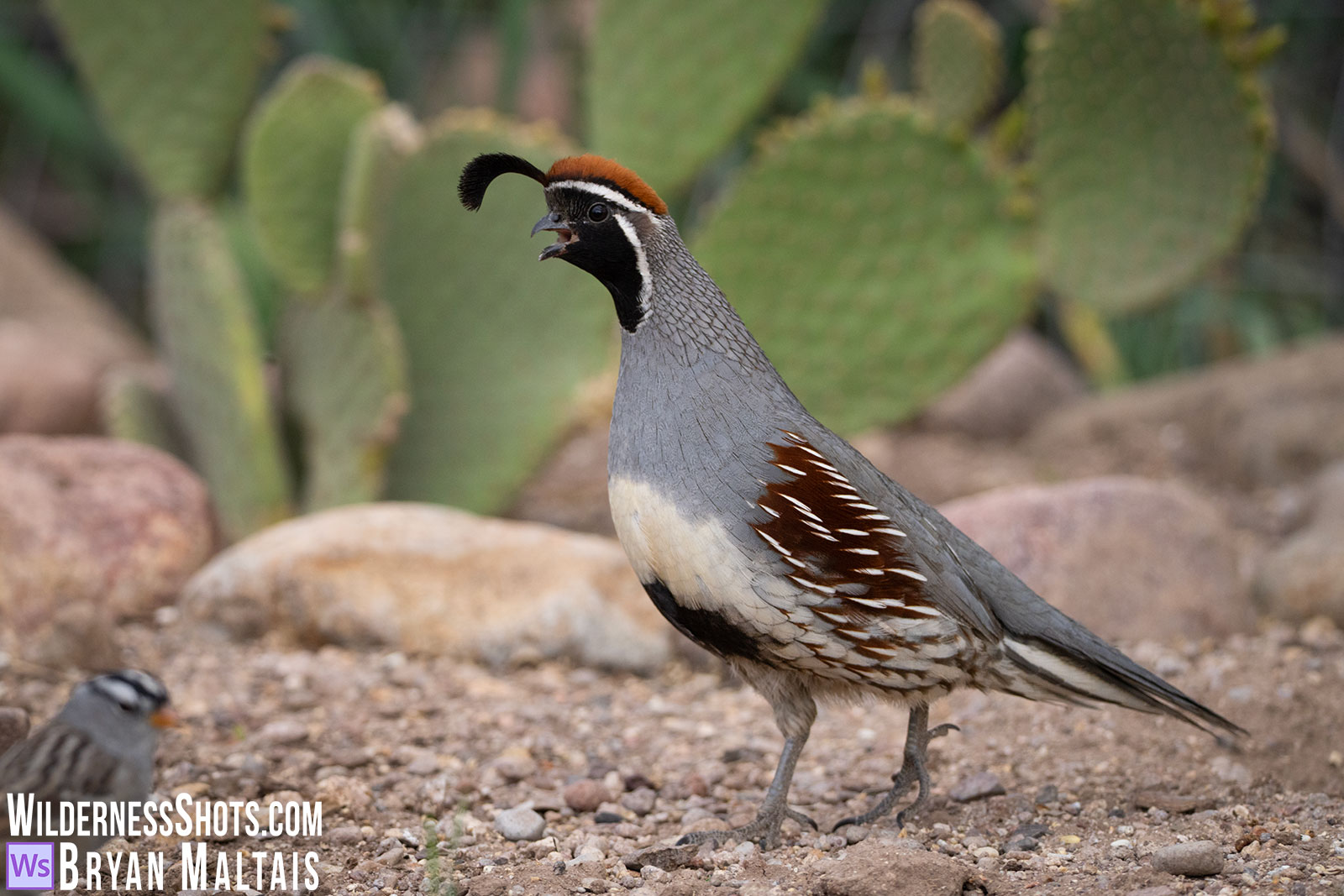 Gambels-Quail-Cactus-Portal-AZ