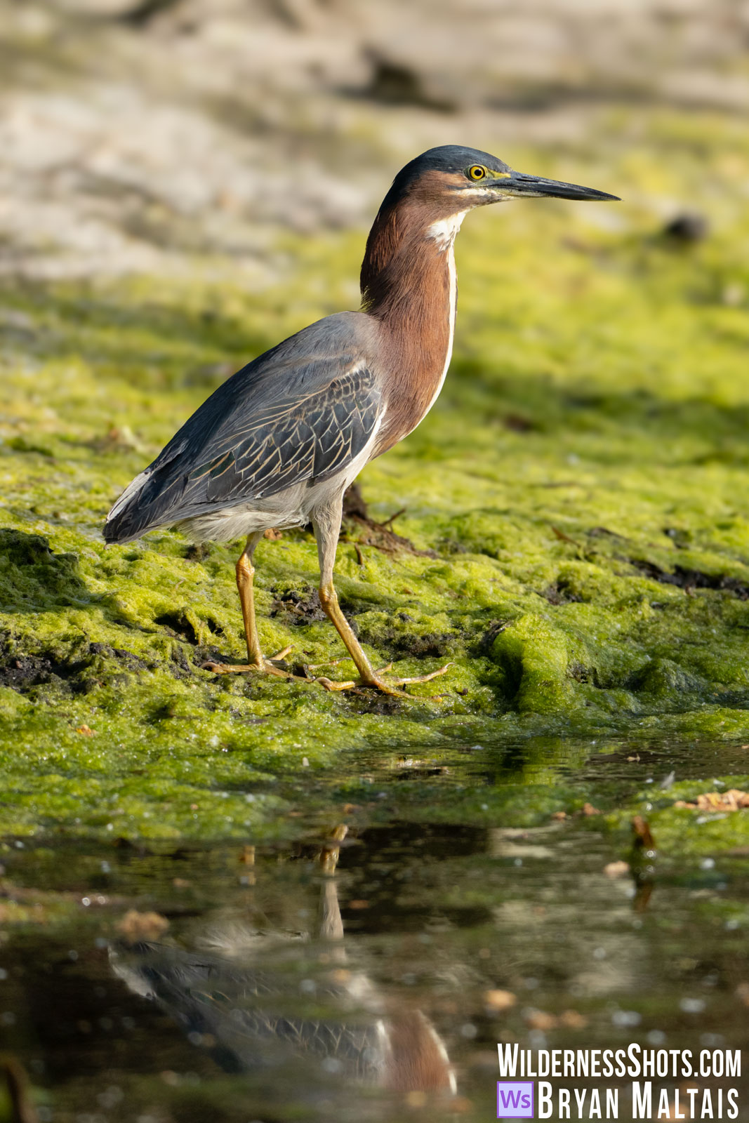 Green-Heron-Sweetwater