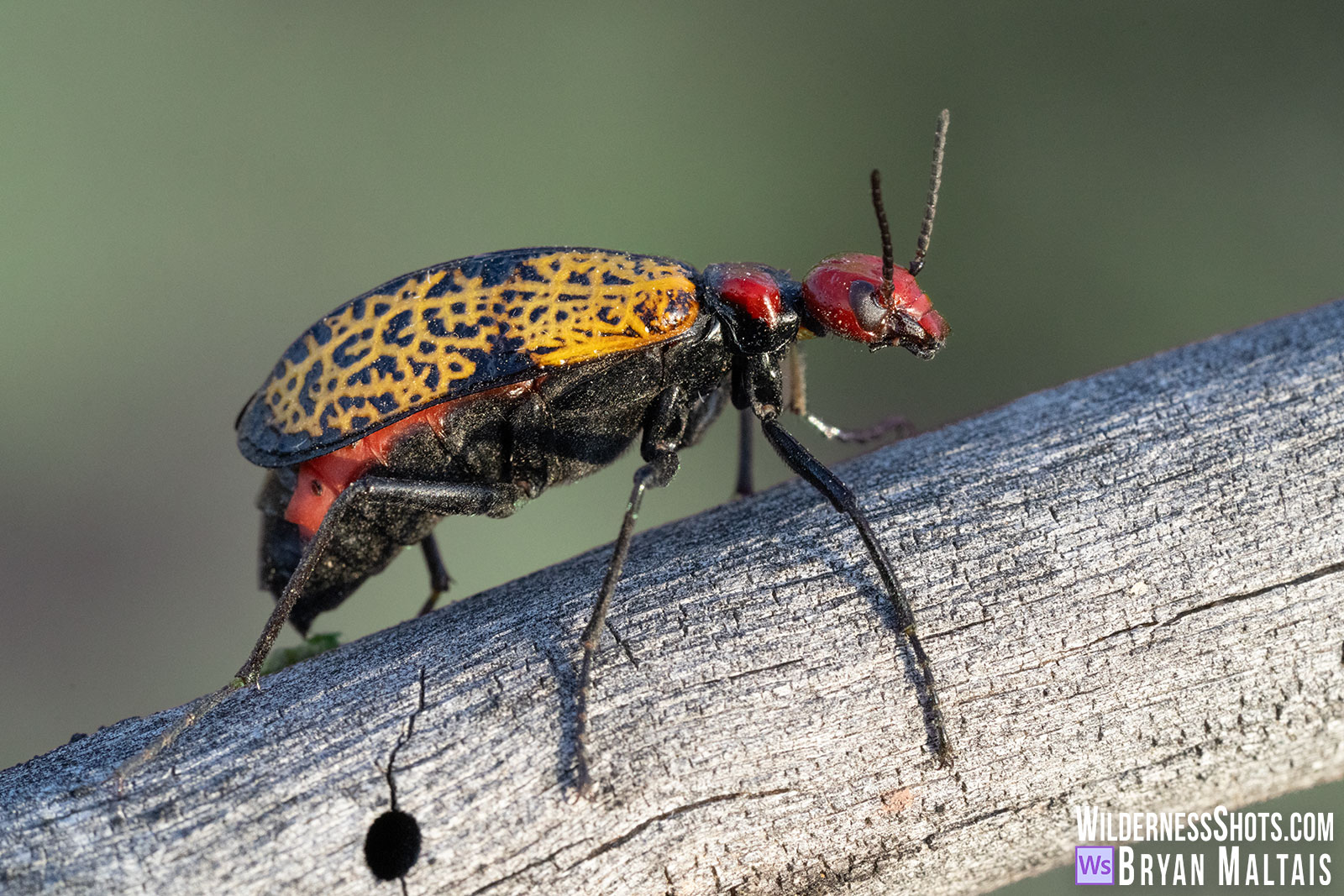 Iron-Cross-Blister-Beetle-Rincon