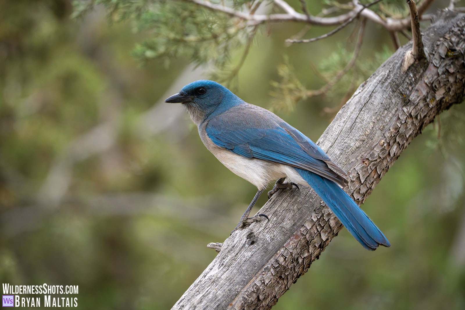 Maxican-Scrub-Jay-Portal-AZ