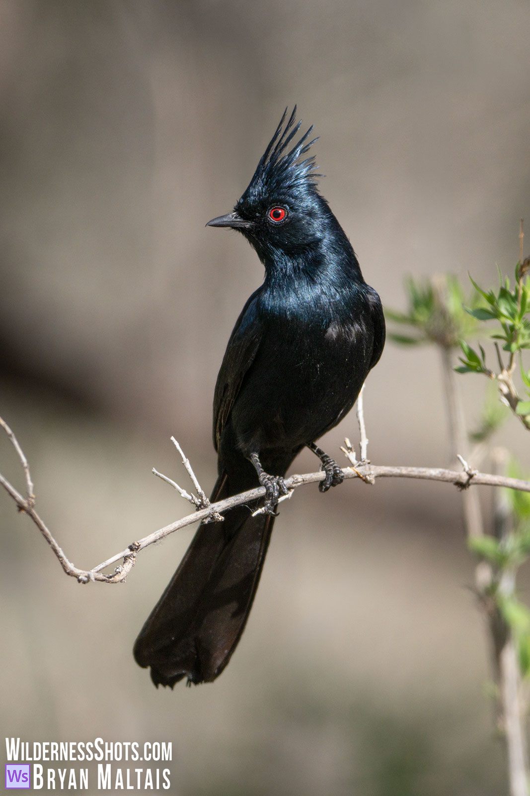 Phainopepla Patagonia