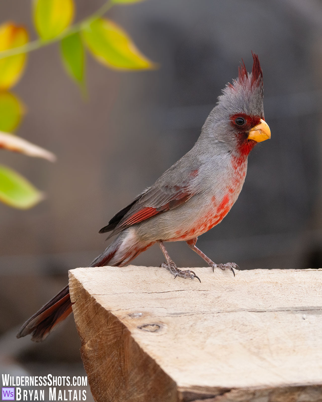 Pyrrhuloxia
