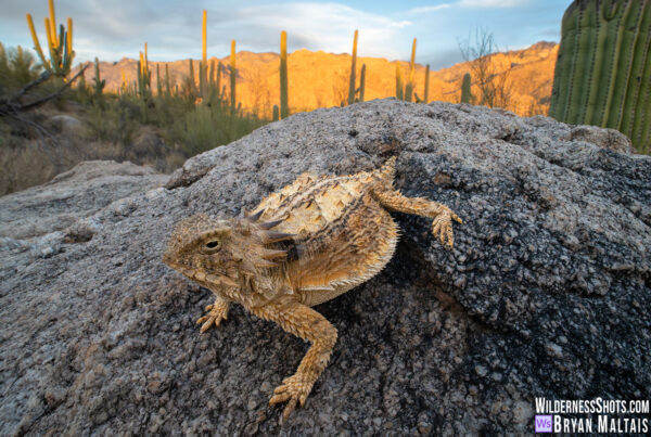 Regal-Horned-Lizard-in-situ-Sonoran-Desert