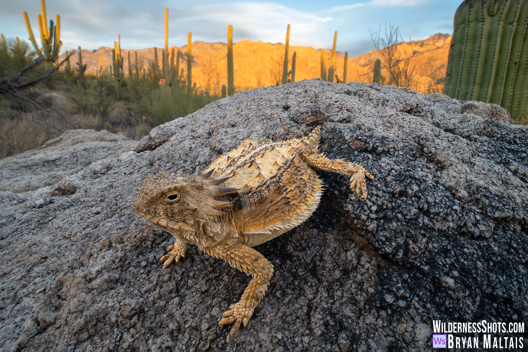 Regal-Horned-Lizard-in-situ-Sonoran-Desert