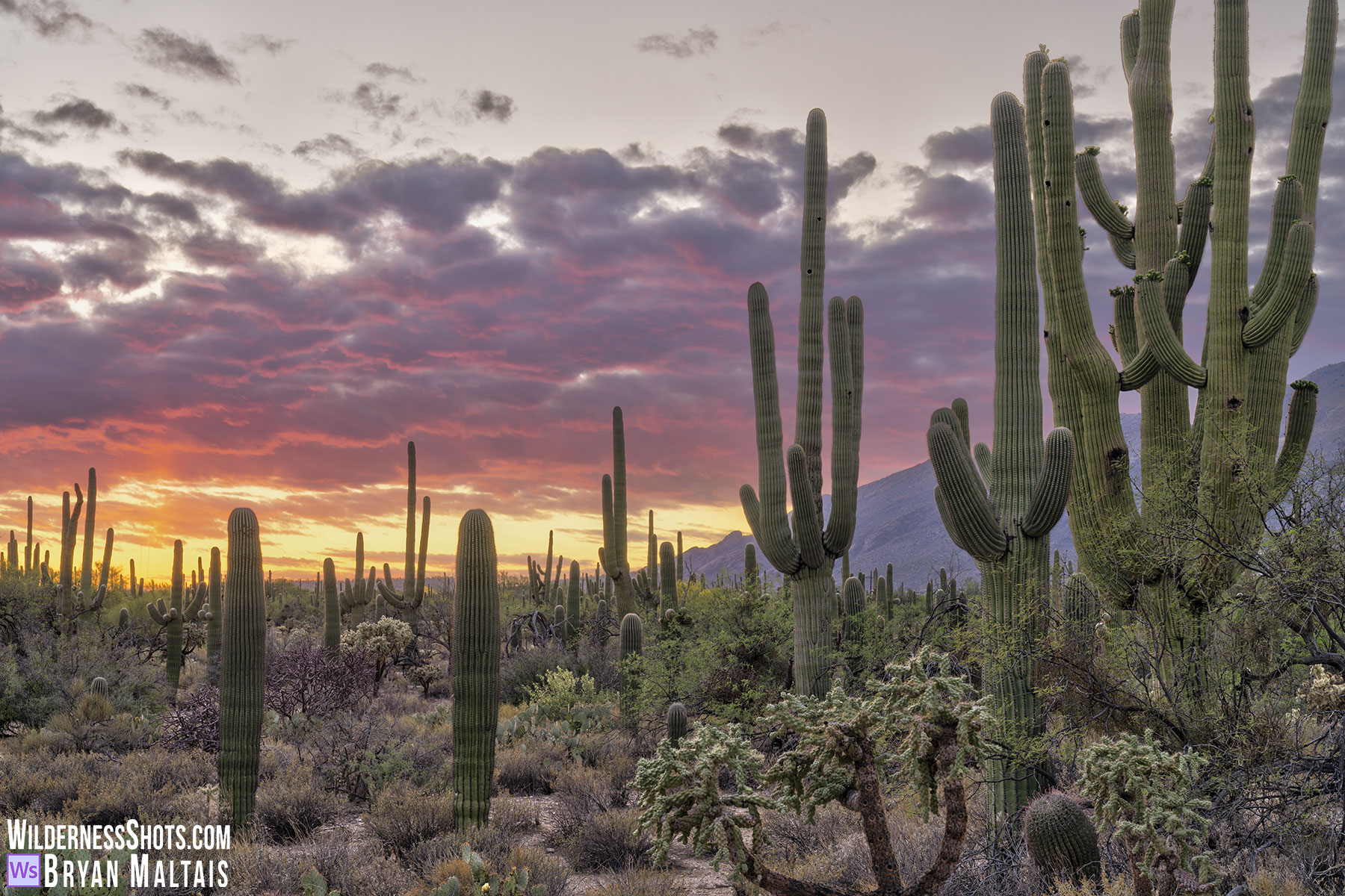 Sabino-Canyon-Sunset