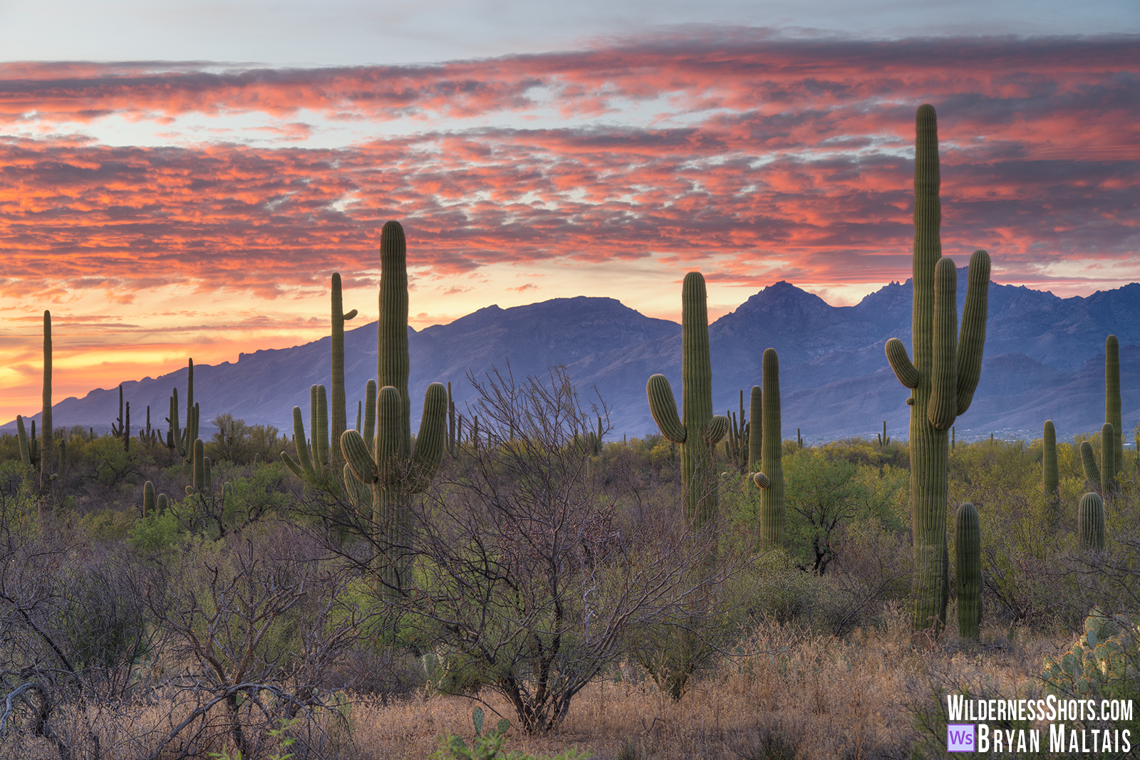 Rincon Saguaro Sunset