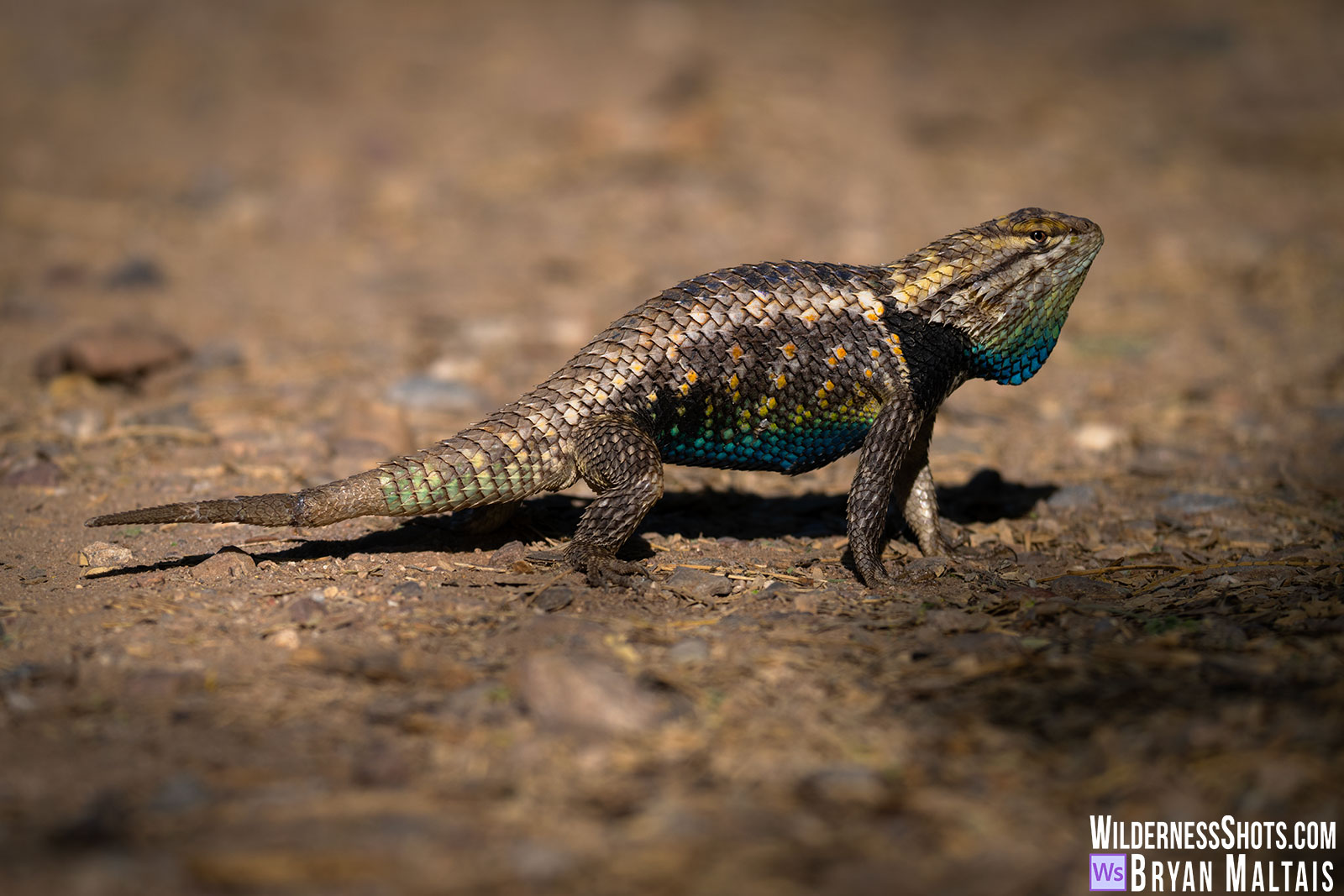 Twin-spotted Spiny Lizard Tucson