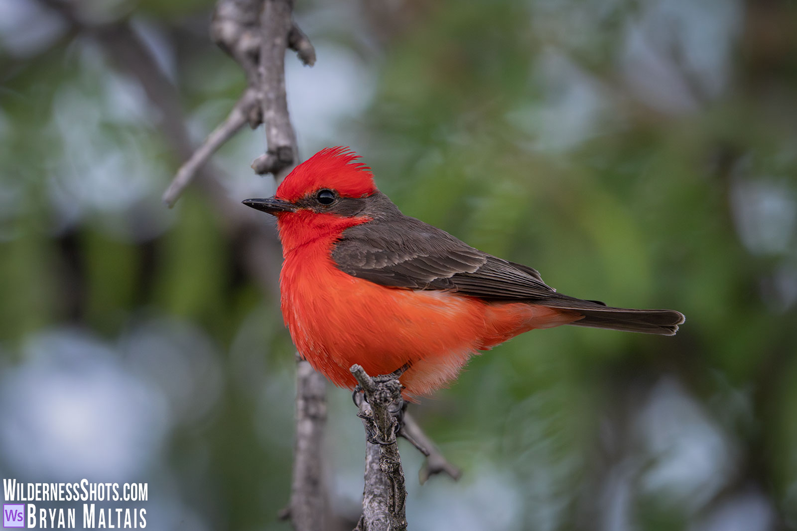Vermilion-Flycatcher-Madera-Canyon