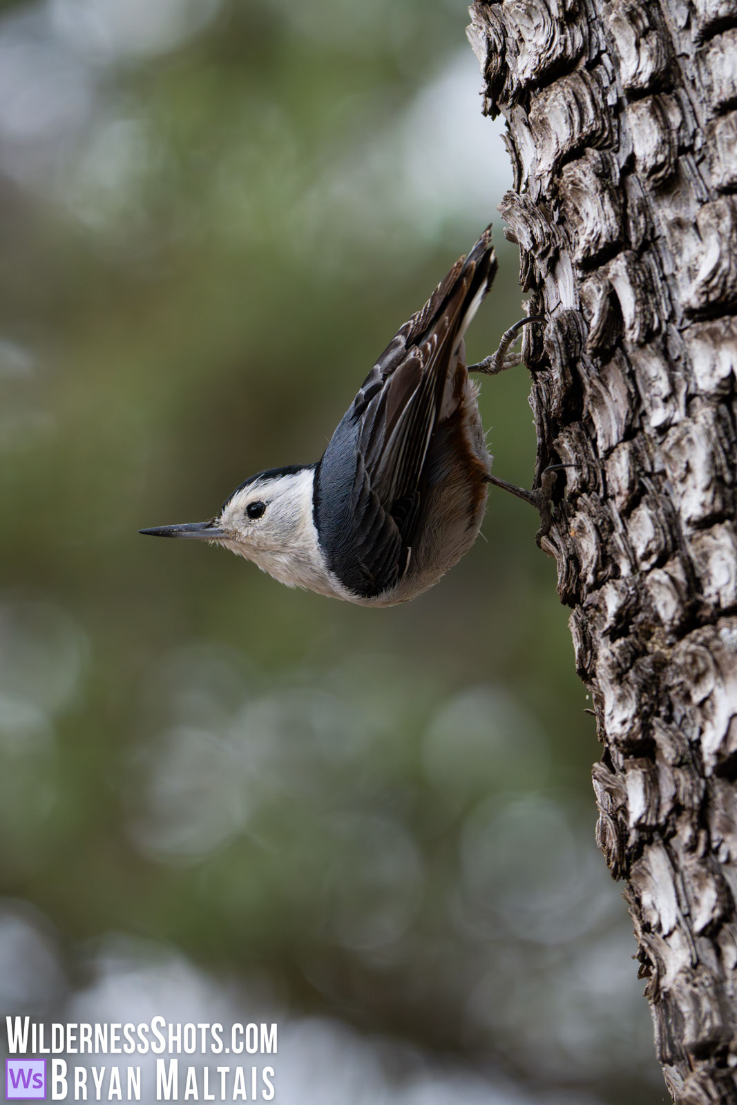White-breasted-Nuthatch-Ramsey-Canyon-AZ