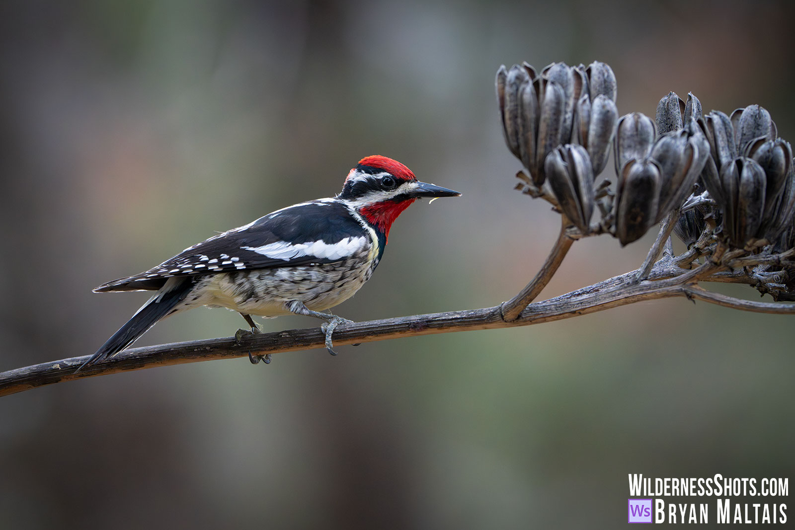Red-naped Sapsucker-Portal, AZ