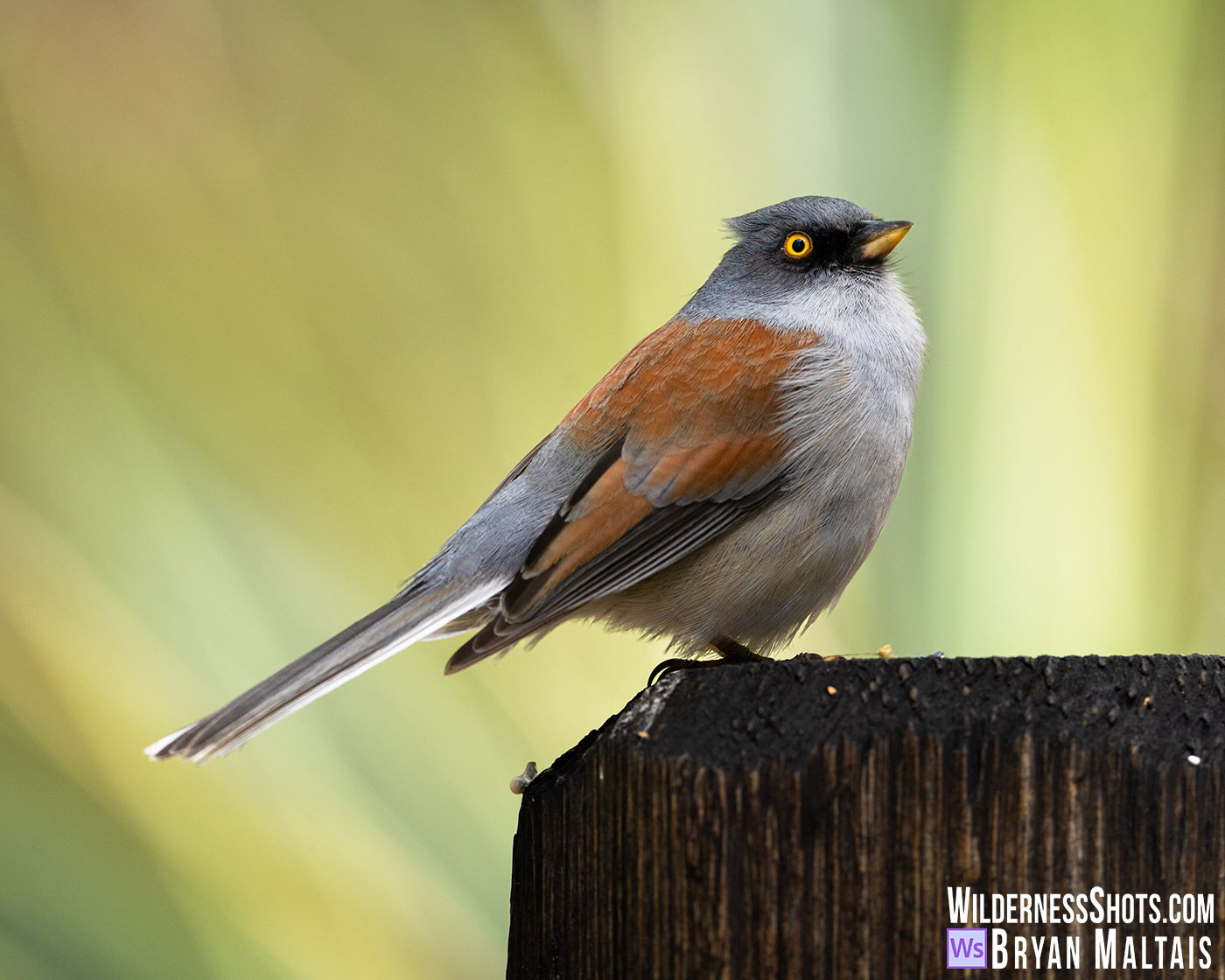 Yellow-eyed-Junco-Ramsey-Canyon