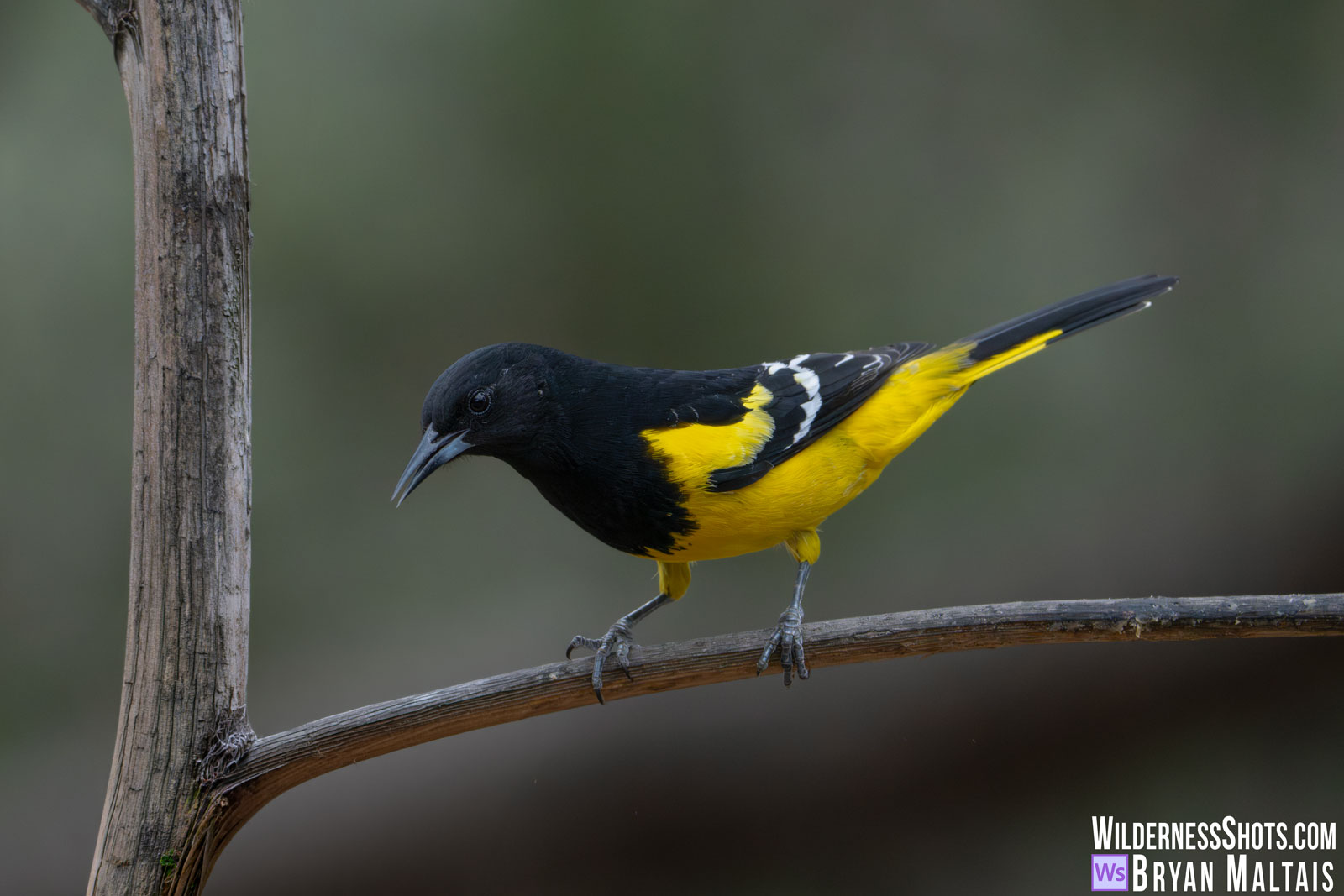 Scott's Oriole-Portal, AZ