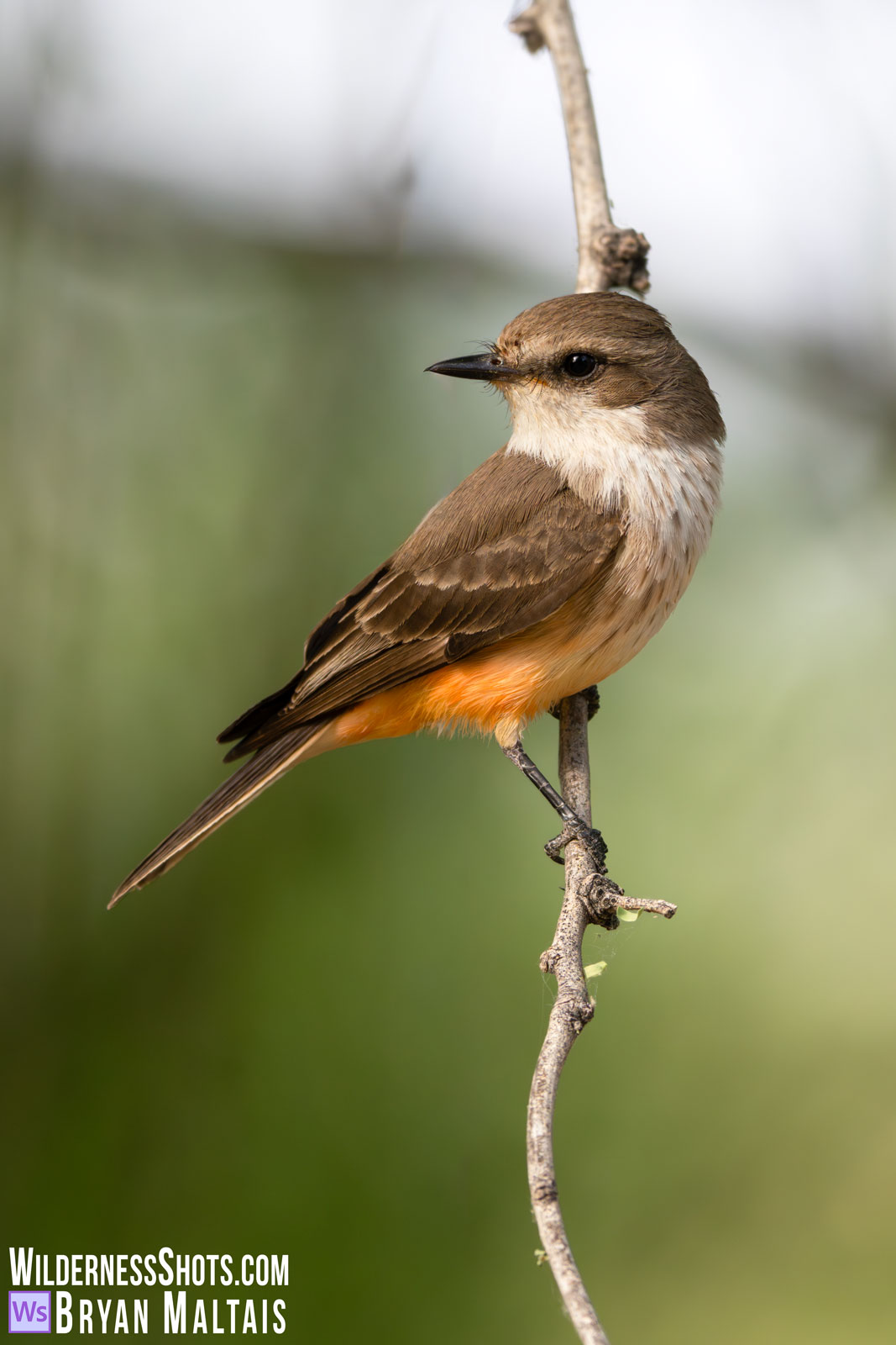vermilion flycatcher female