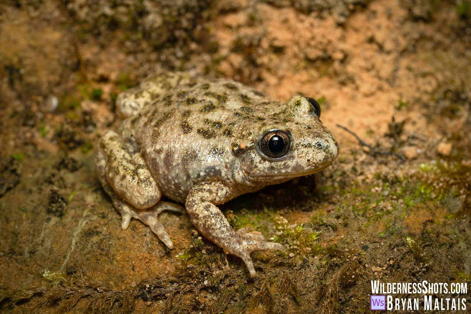 Common Midwife Toad