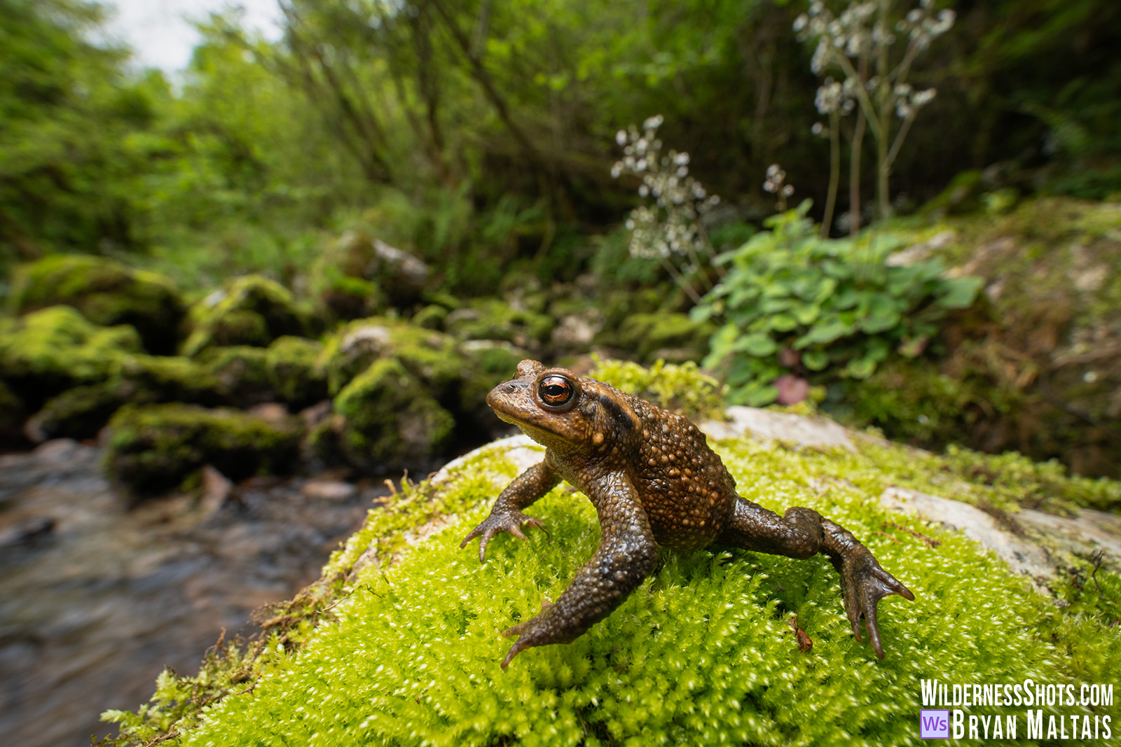spiny Toad