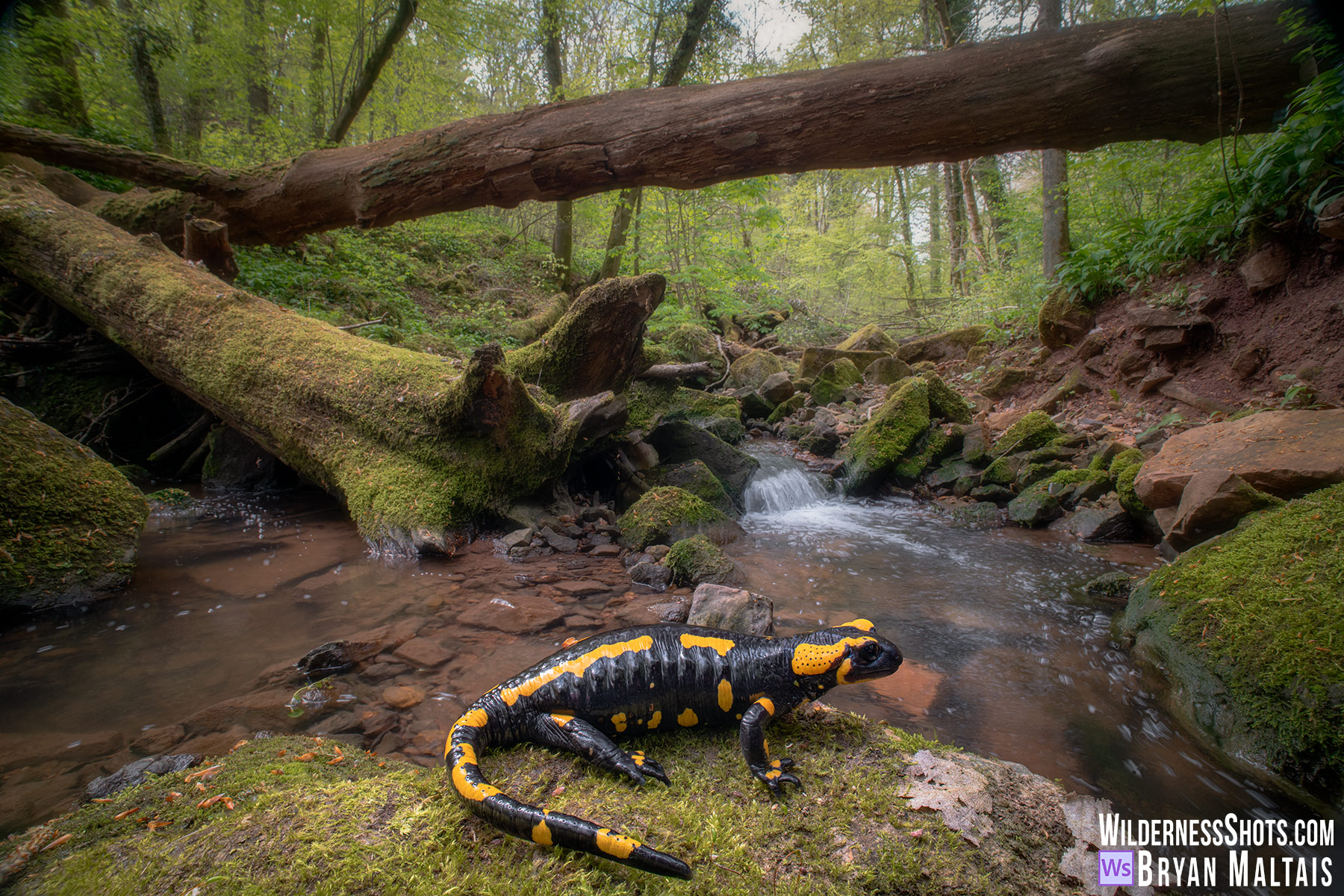 Fire-Salamander-along-stream-Wolfschlugen3