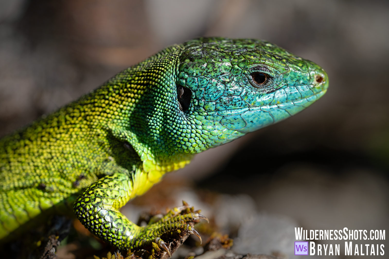 Green-Lizard-Wurmlingen-Portrait