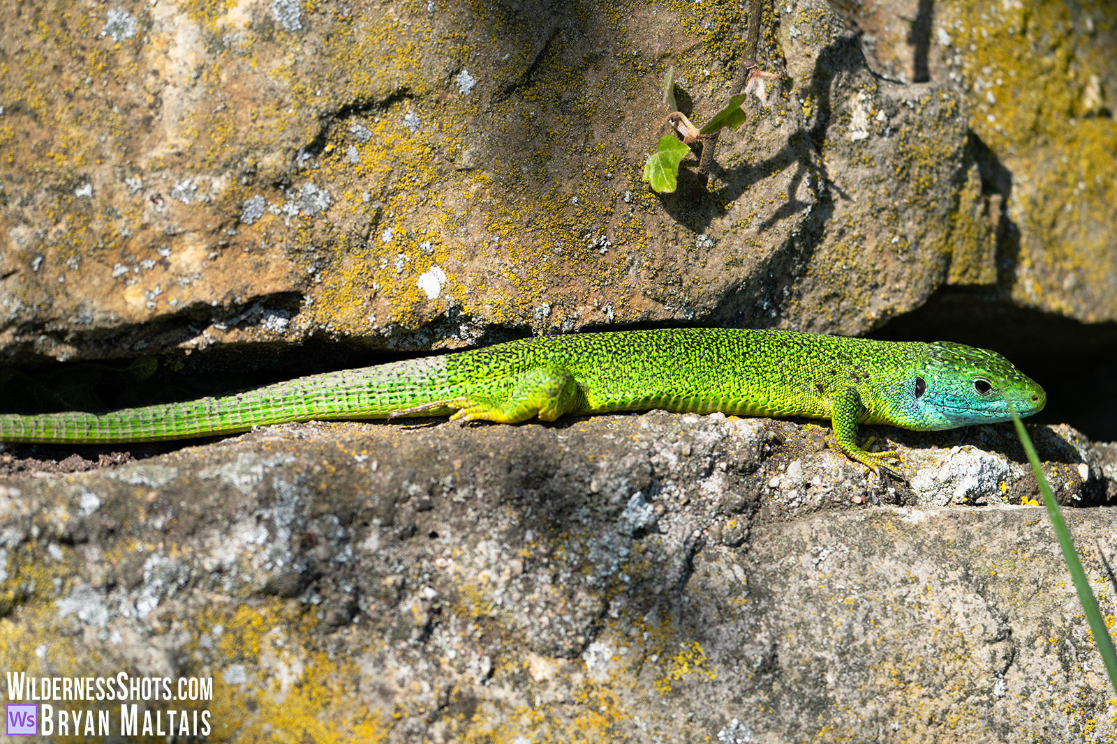 Green-Lizard-Wurmlingen-in-crack