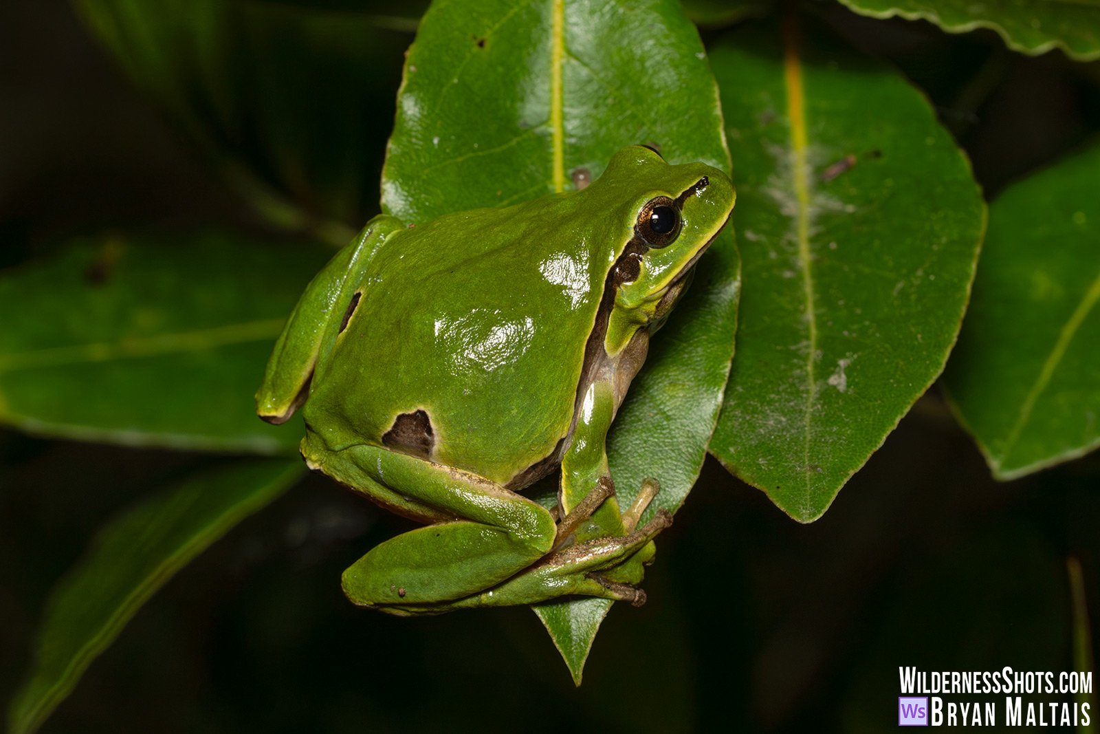 Iberian-Treefrog-Llanes