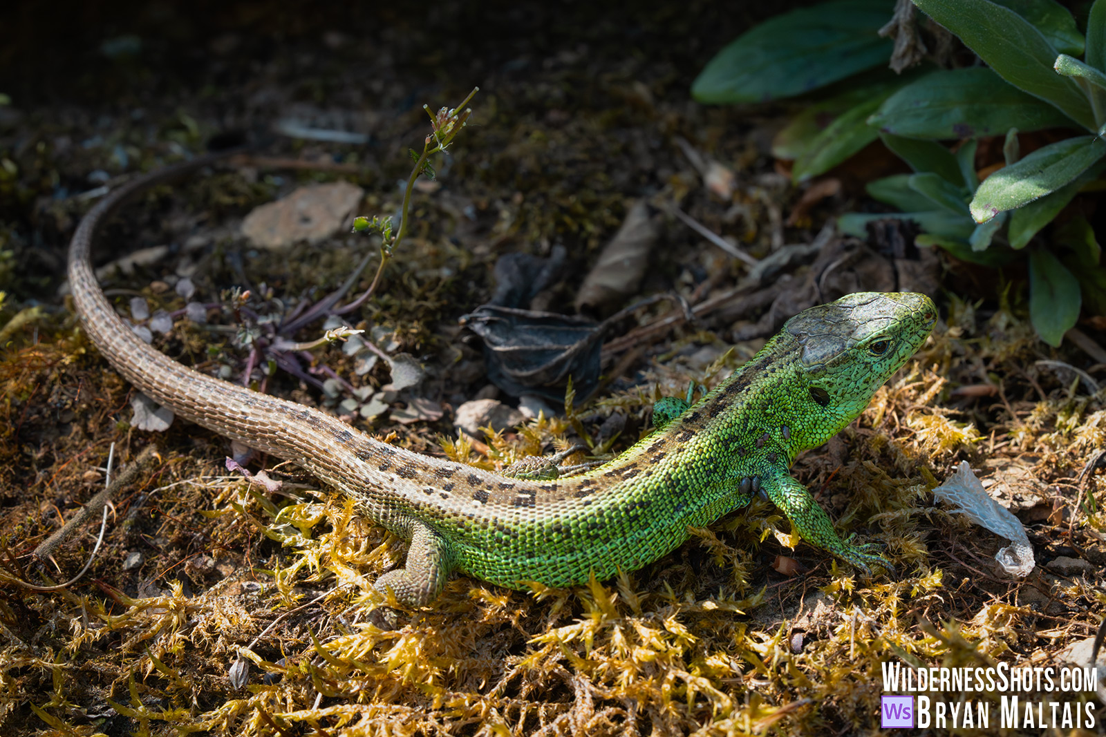 Male-Sand-Lizard