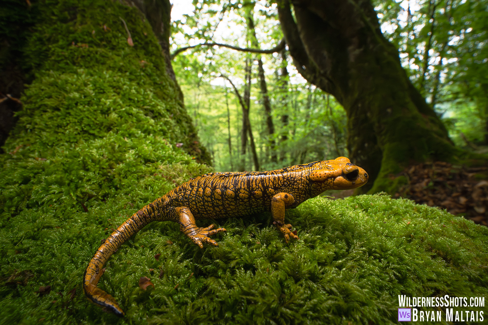 Oviedo-Fire-Salamander-Marea-Tal-in-forest