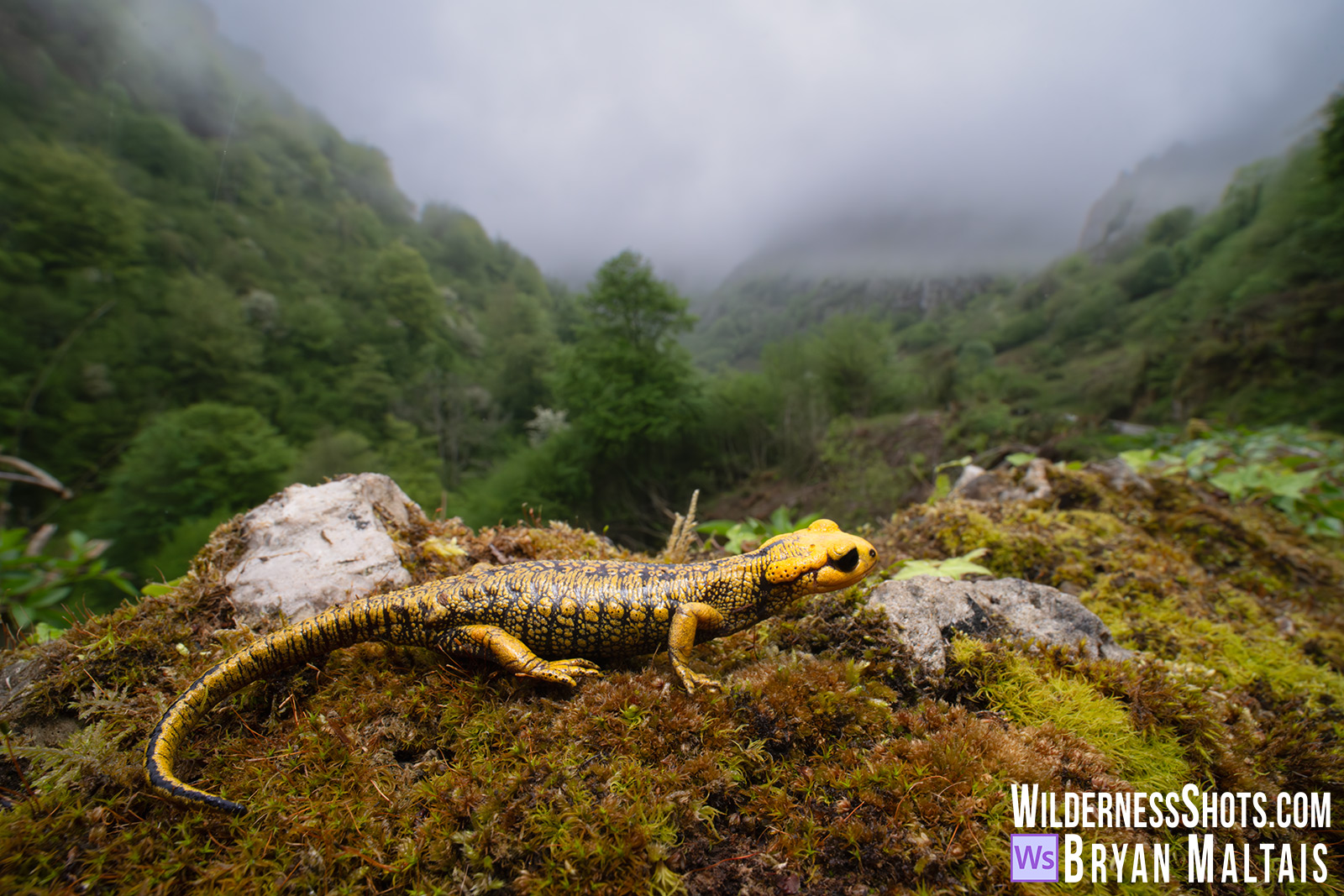 Oviedo Salamander in Clouds