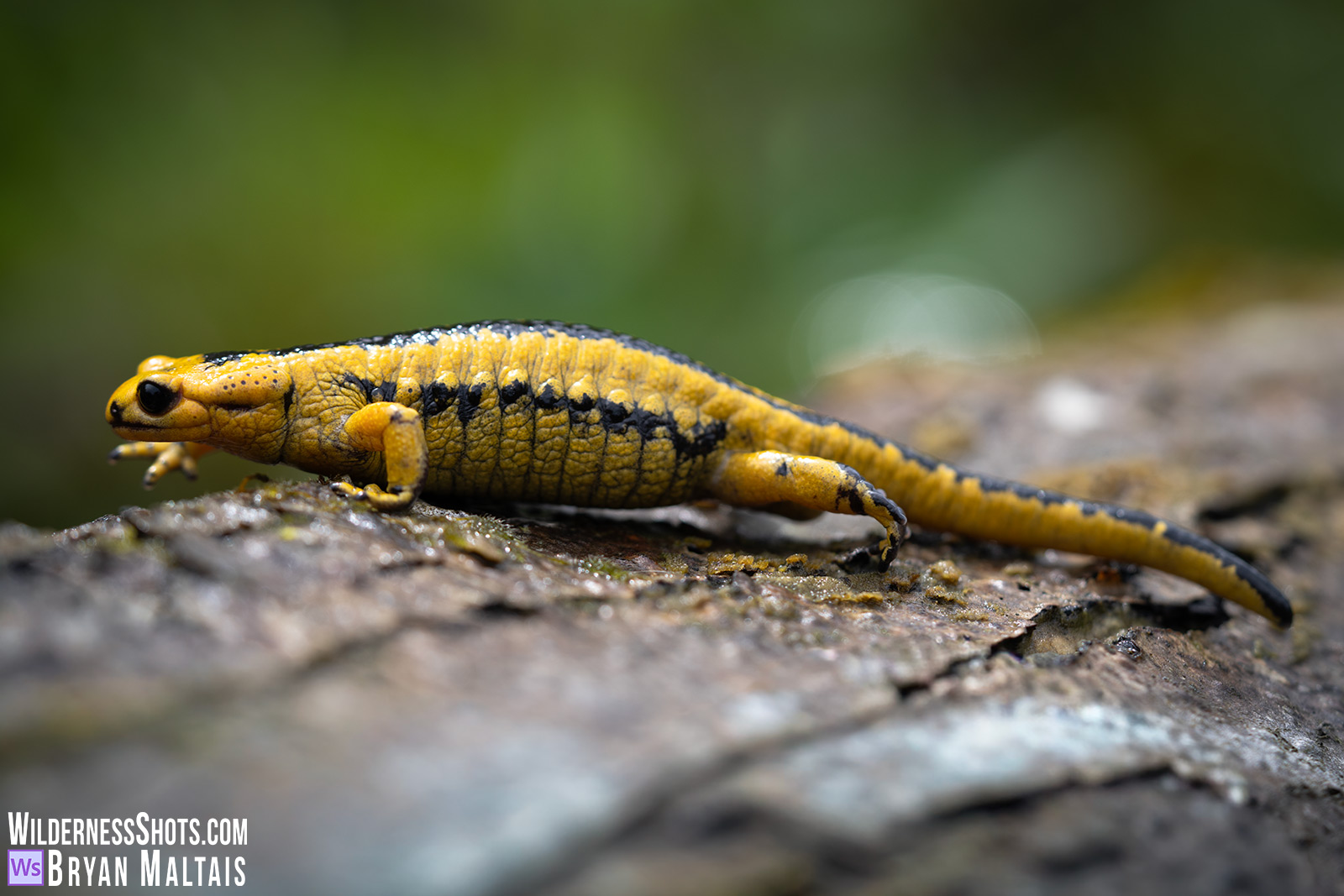 Oviedo-Fire-Salamander-Walking-oviedo-countryside