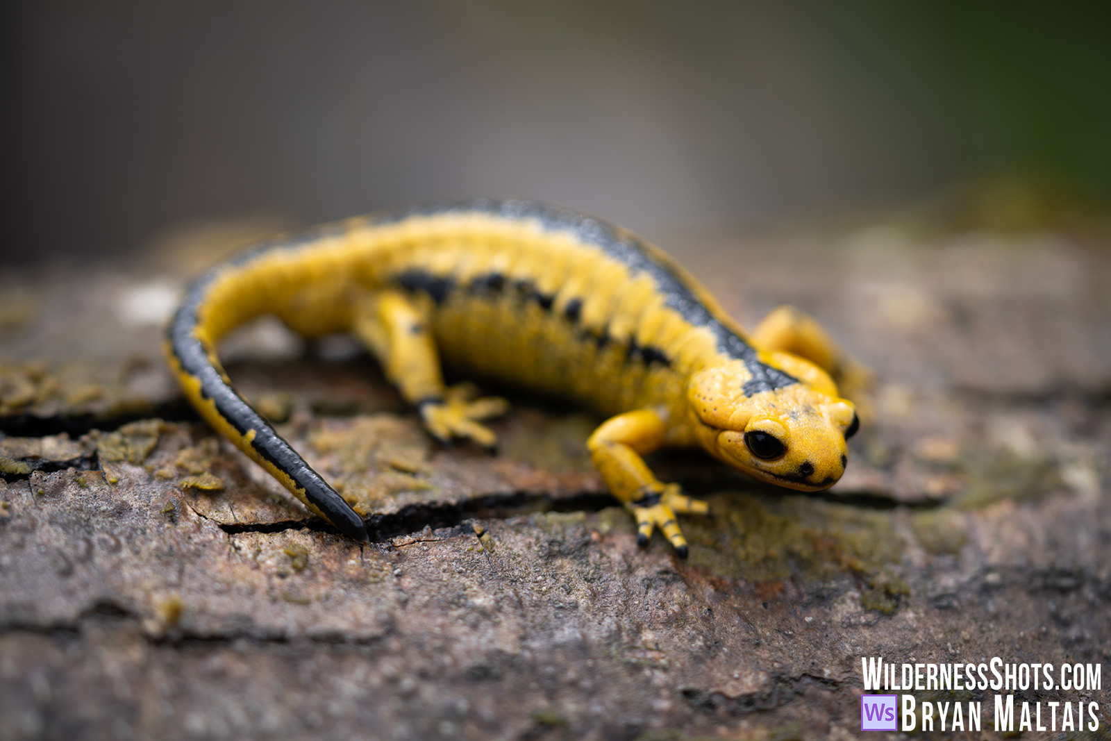 e-Salamander-shallow-dof-oviedo-countryside