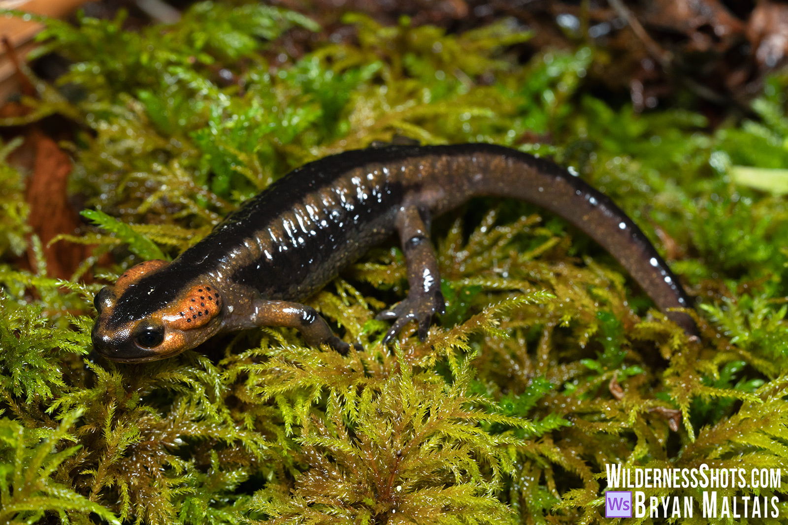 Reddish-brown Oviedo Fire Salamander
