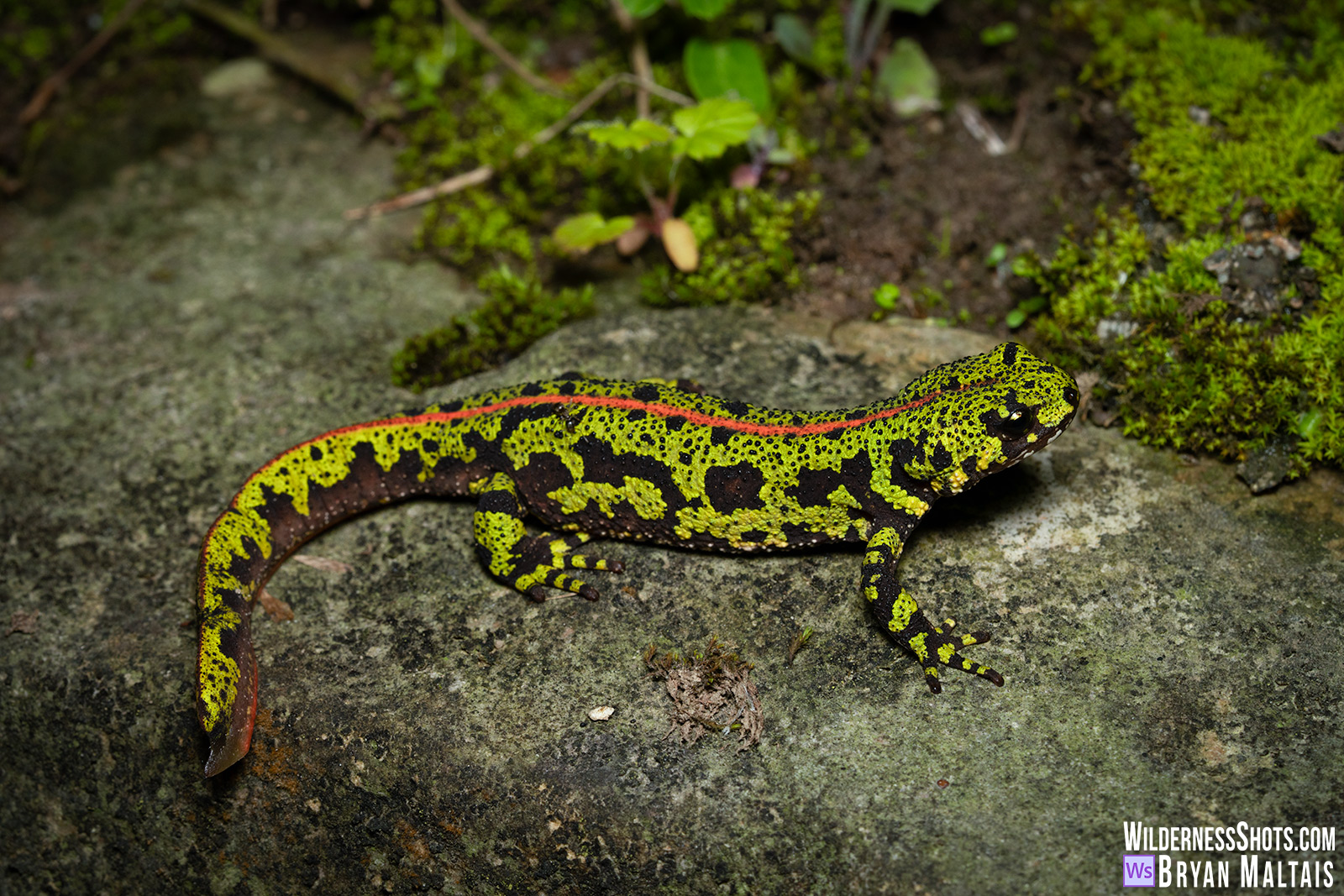 Marbled Newt Spain