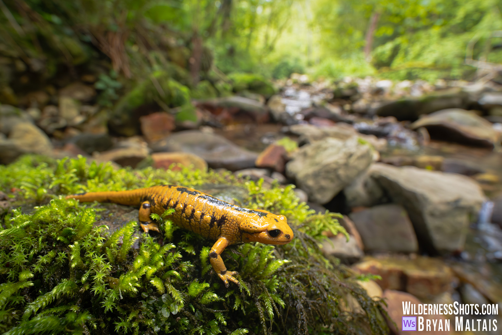 Oviedo Fire Salamander along Stream