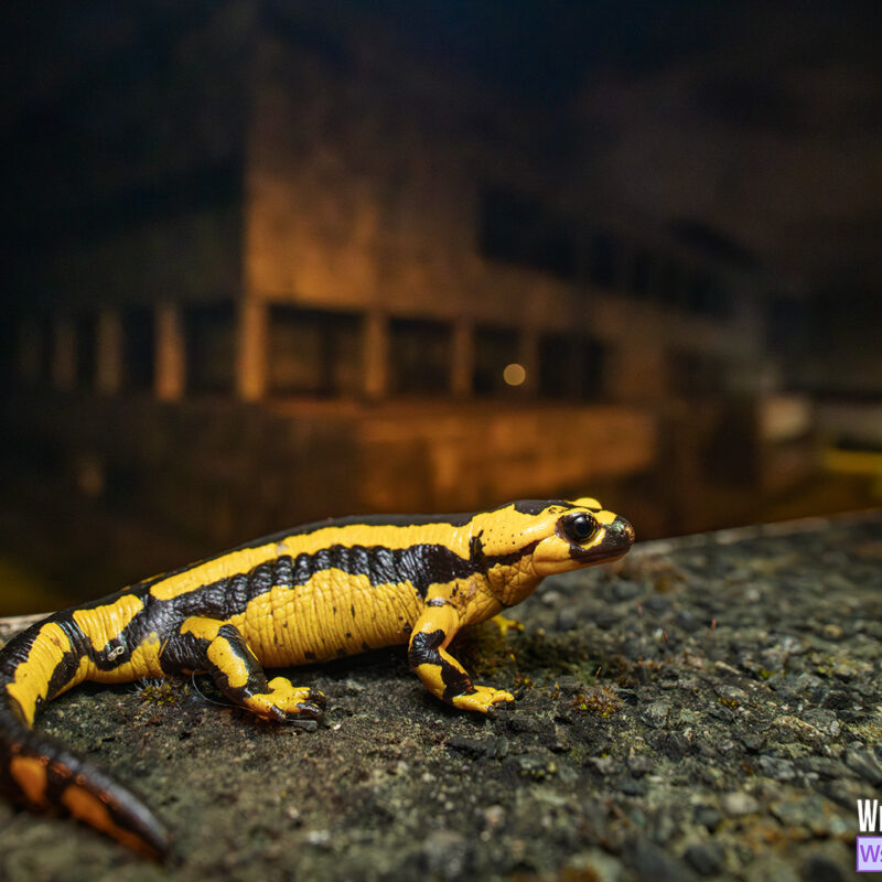 oviedo-fire-salamander-school-of-economics