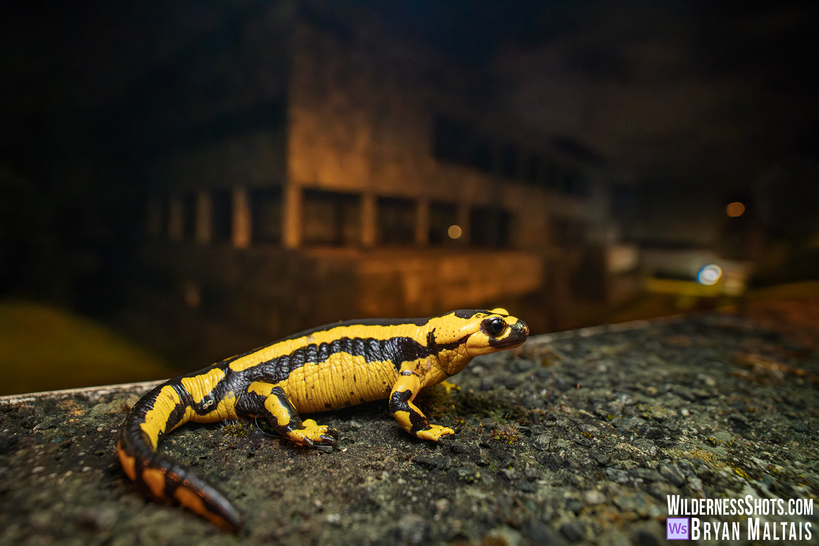 oviedo-fire-salamander-school-of-economics