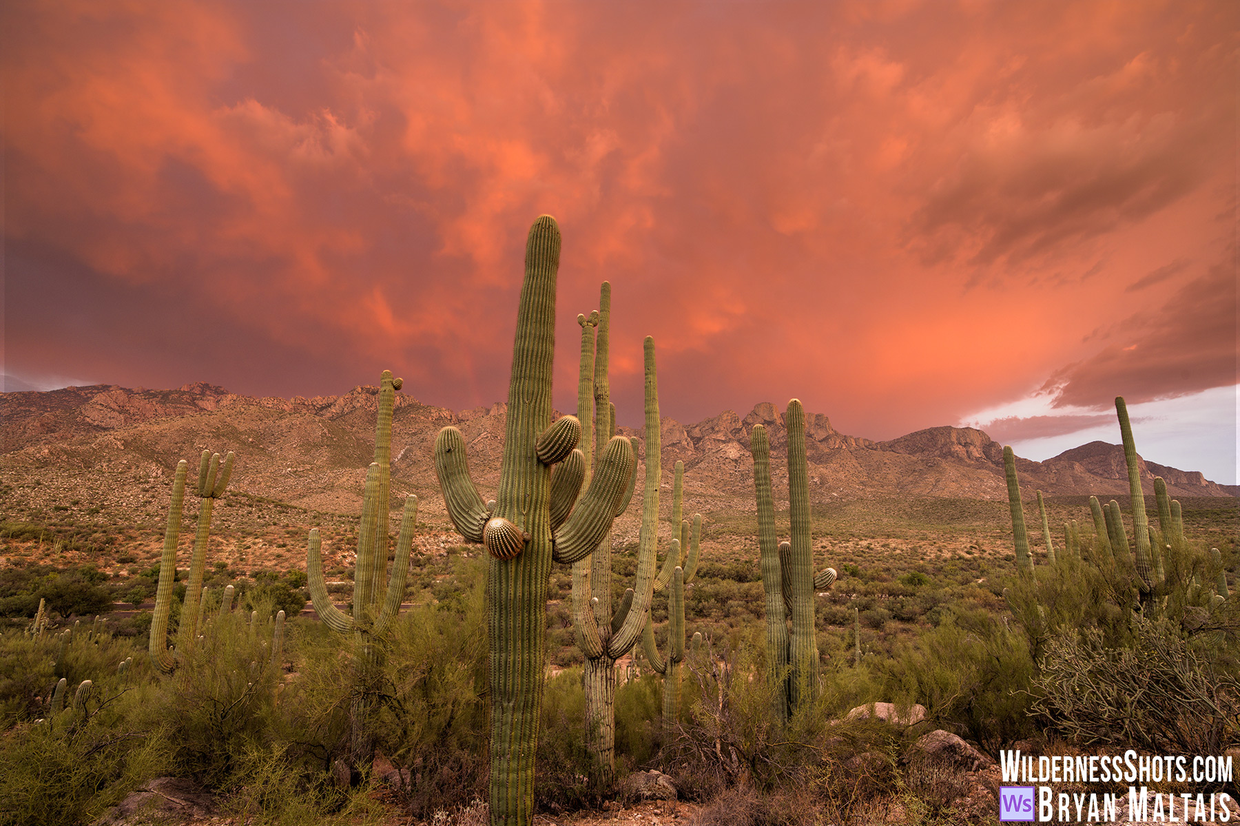 Catalina-State-Park-Saguaro-Sunset