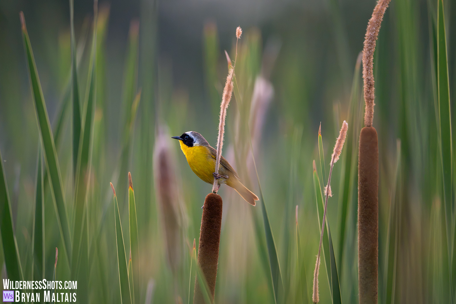 Common Yellowthroat in Cattails