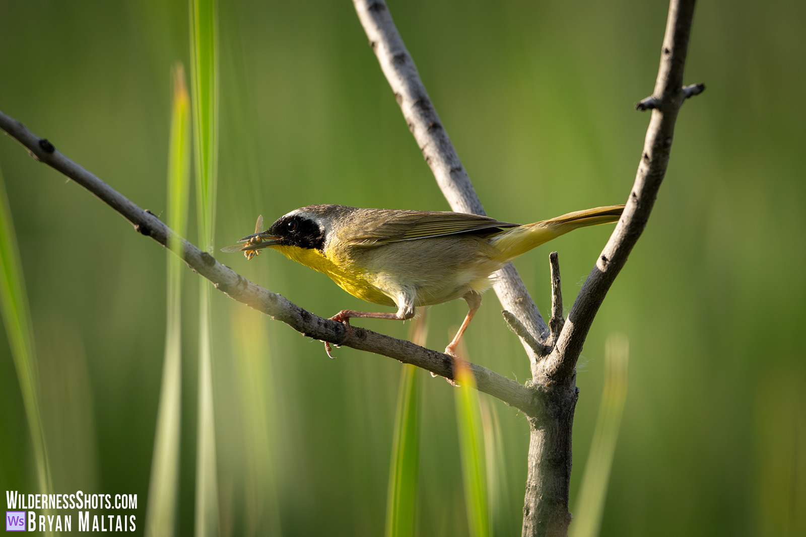 Common Yellow-throat with bee in bill