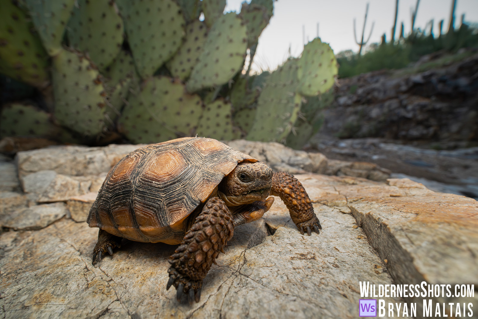 Desert-Tortoise juvenile