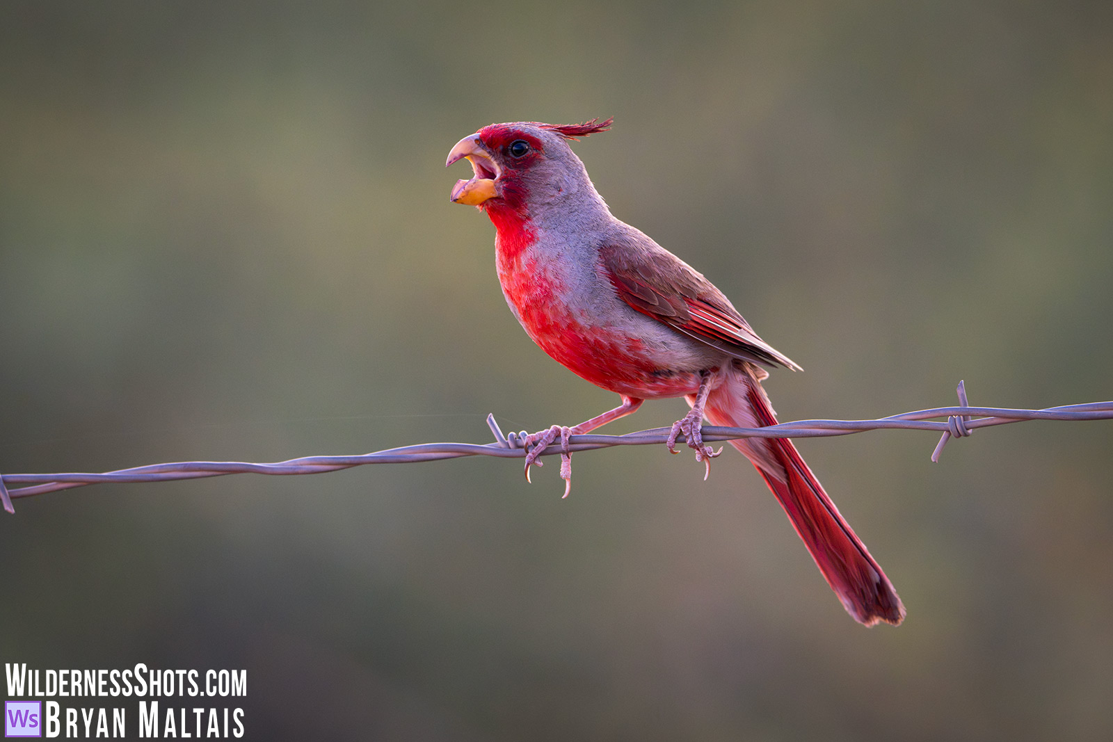 Pyrrhuloxia-Male-Sierra-Vista