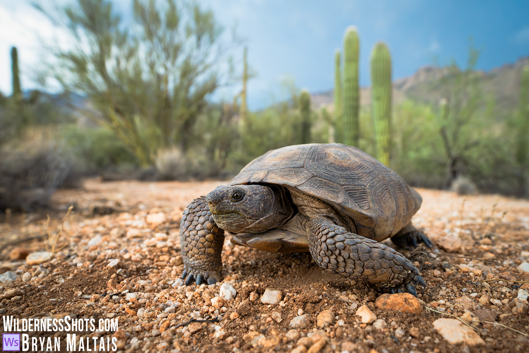 Sonoran-Desert-Tortoise-Adult-in-front-of-Saguaro-2