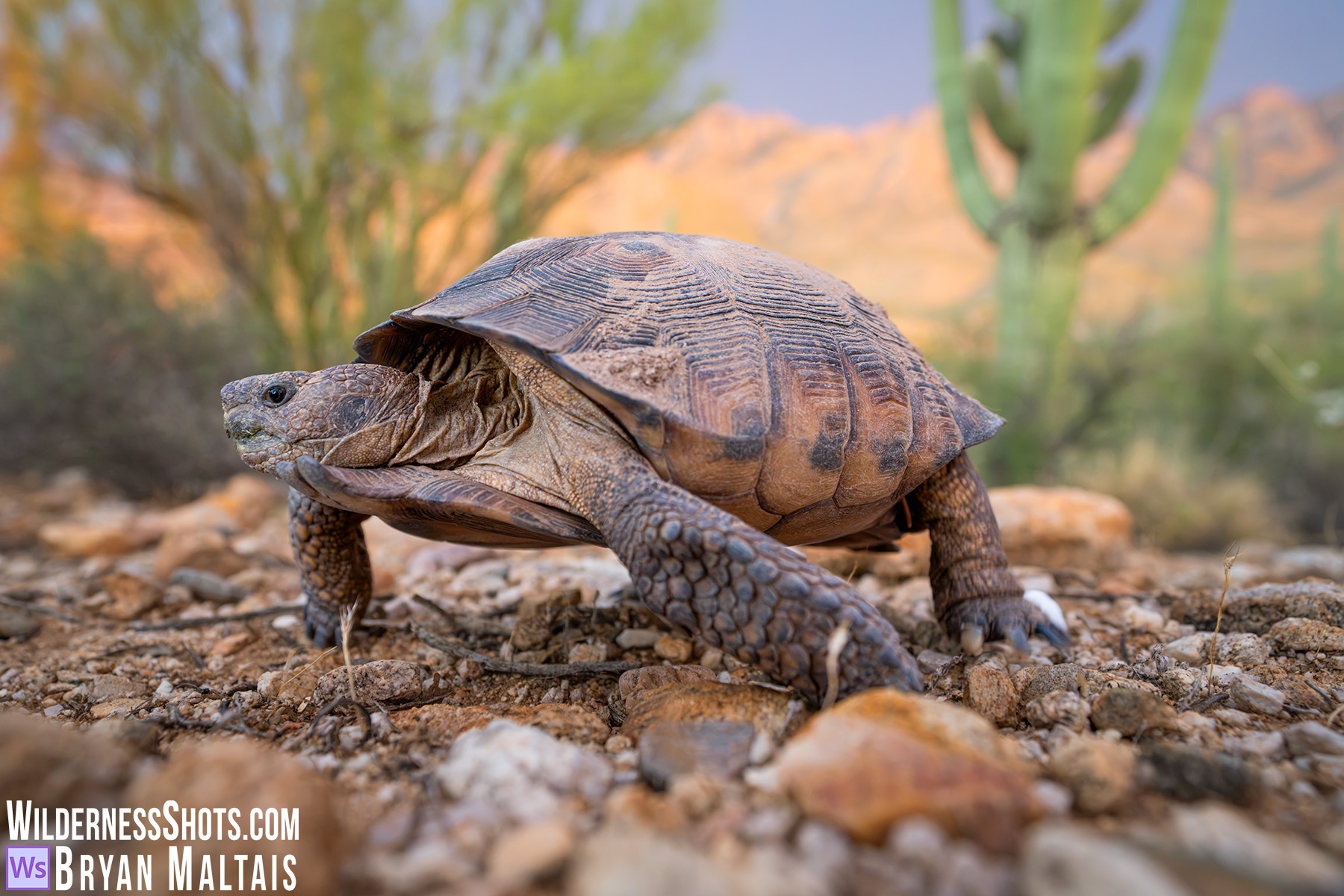 Sonoran-Desert-Tortoise-Adult-in-front-of-Saguaro