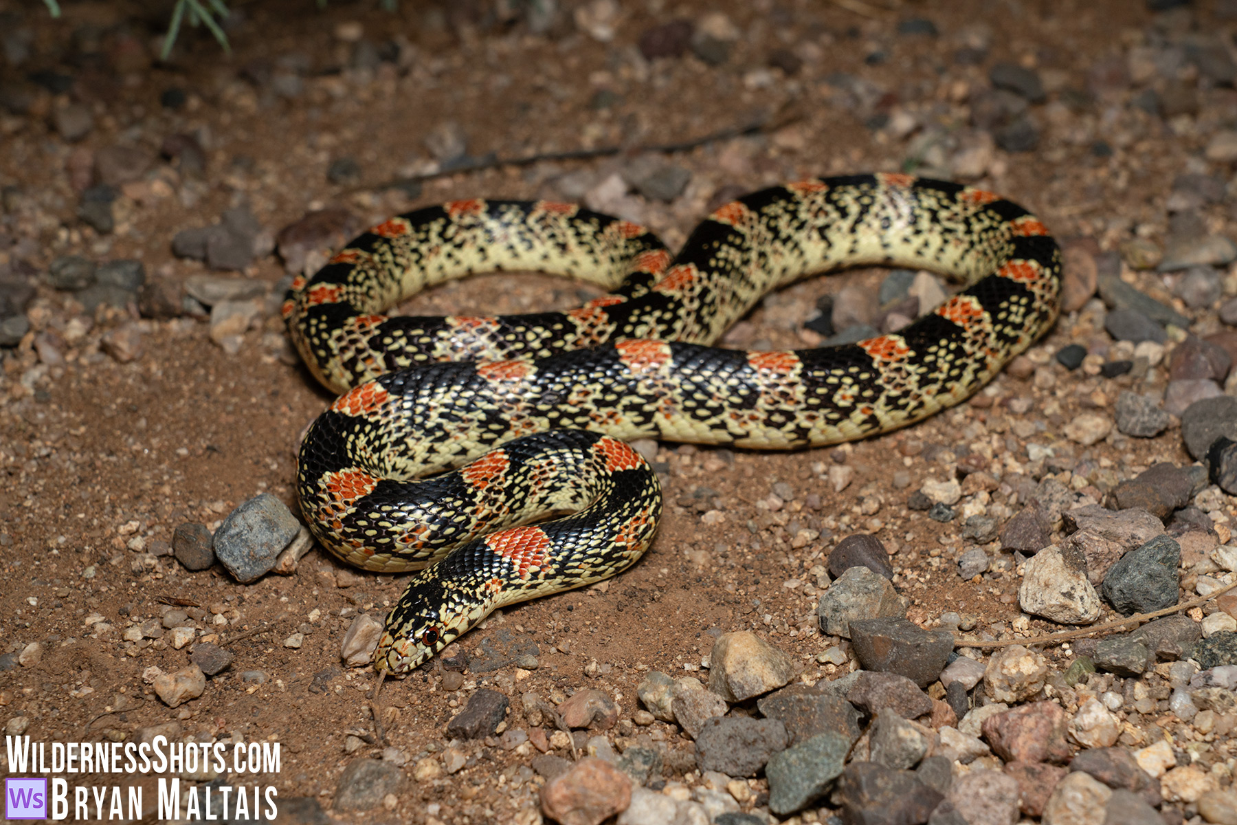 Long-nosed Snake-Tucson, AZ