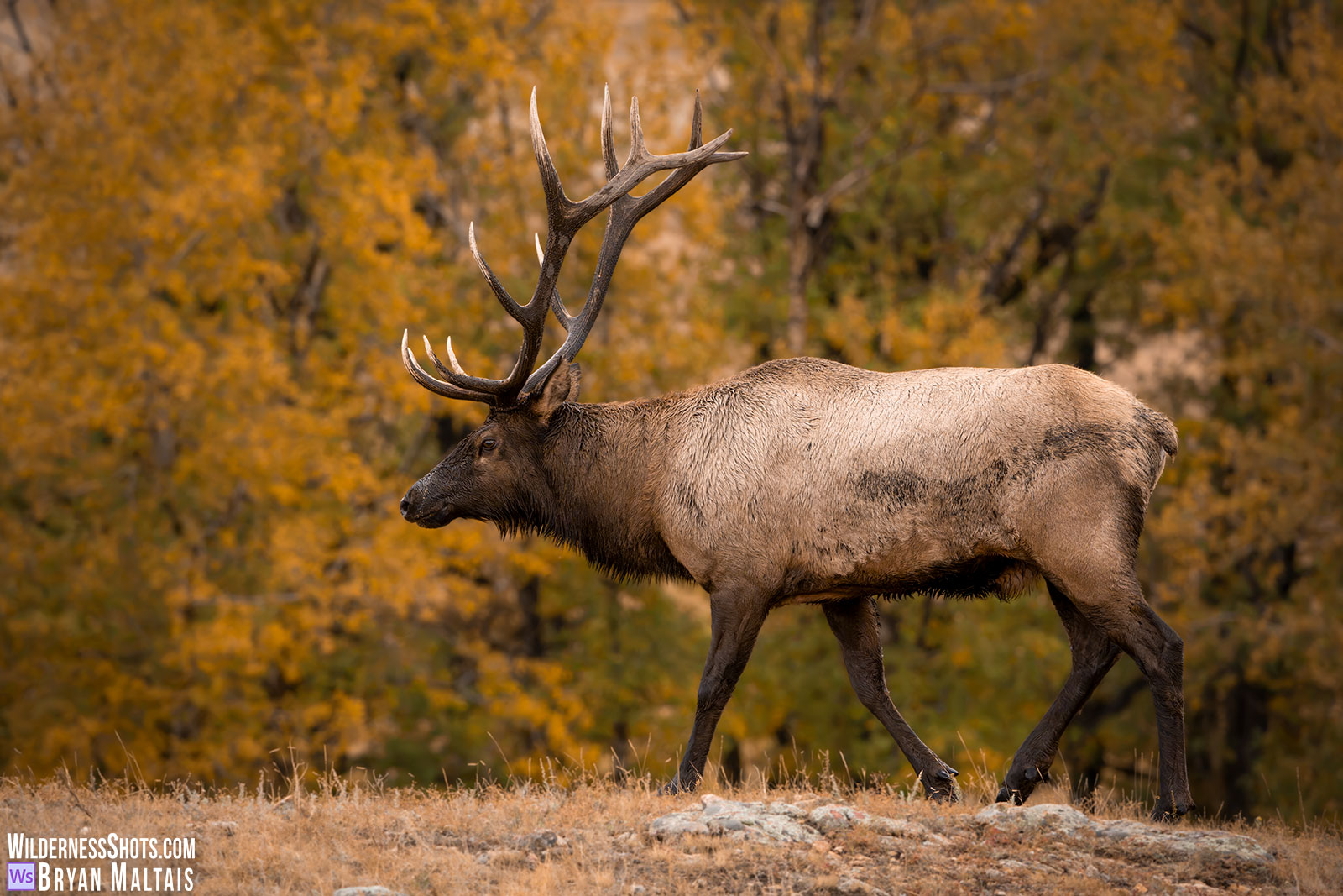 Bull Elk in Orange Aspens-RMNP, CO