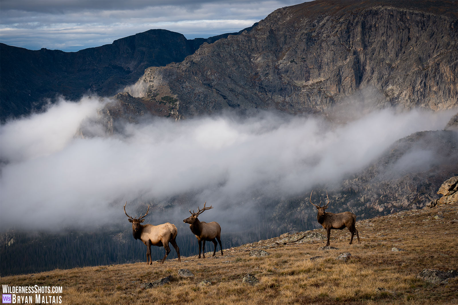 Elk Bulls on Cloudy Ridge-RMNP, CO
