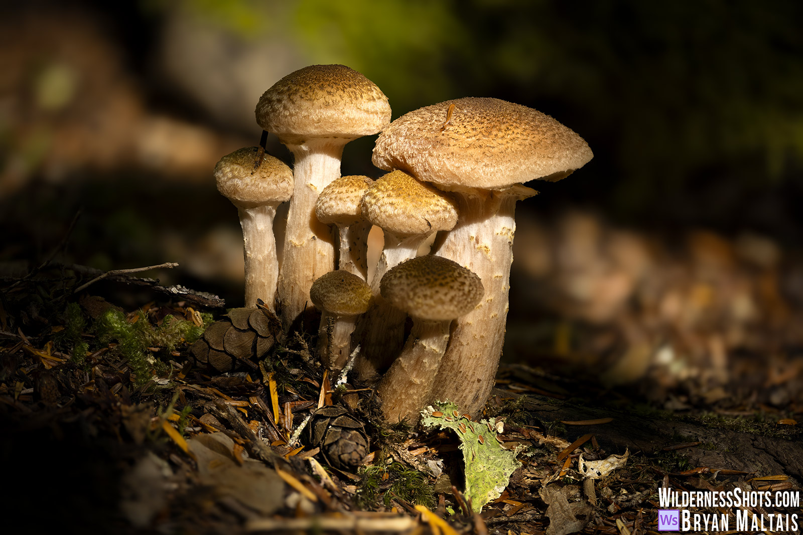 Honey Mushrooms in sun-Mt Rainier, WA